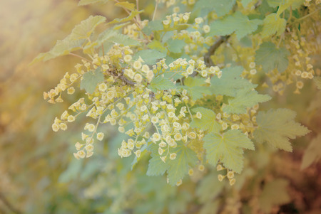 bee on a flower of red currants