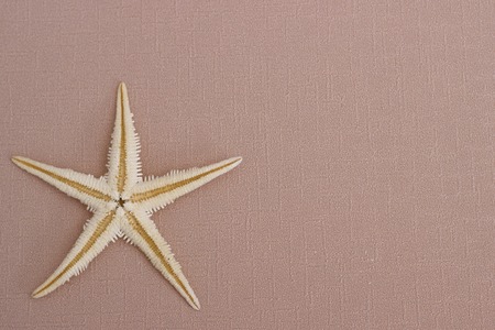 Summer background: starfish on the biege background