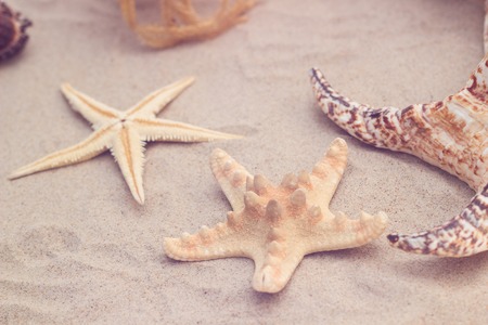 sea shells and starfish with sand as backgroundの写真素材