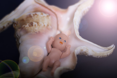 The embryo in the seashell on a dark backgroundの写真素材