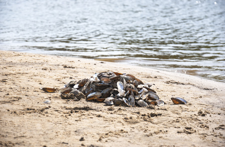 Empty river shells on the sand in the summer.