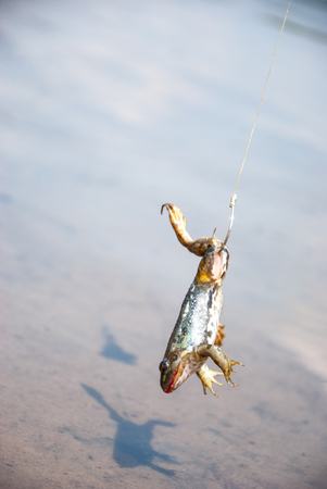 Fishing. Bait for cat-fish - frog on hook on the river.の写真素材
