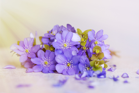 Violet Spring flowers background in the sunlight morning.の写真素材