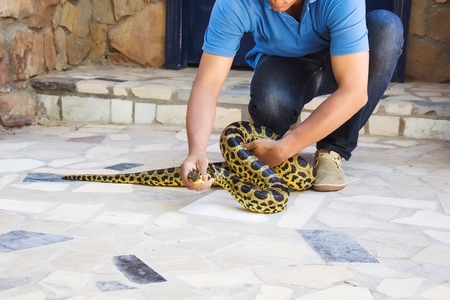 Spotted pithon is taken by a man in the street. Safety from reptiles.