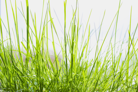 Green grass illuminated by the morning sun.