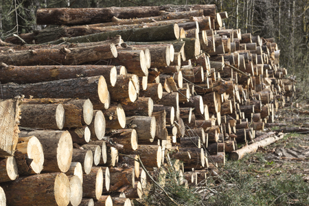 Spruce Timber Logging in the Forest. Folded forest.