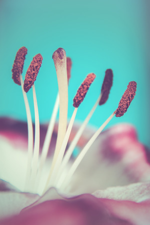 Beautiful pink-white lily close-up of a stamen.の写真素材