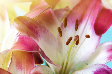 Beautiful pink-white lily close-up of a stamenの写真素材