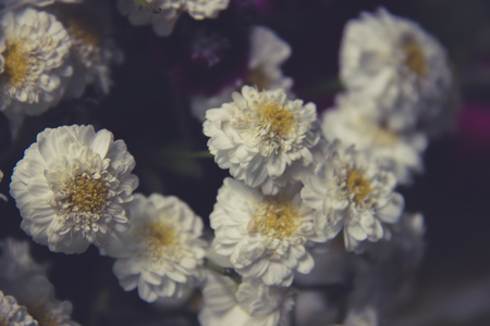 Bouquet of white daisies close-upの写真素材