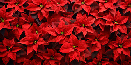 poinsettia flowers background. ai generativeの素材
