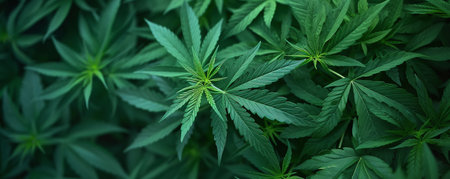 plants, medicinal herbs, hemp leaves,の素材