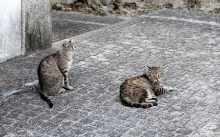 Two cats on the street in Kotor, Montenegro, Europeの写真素材