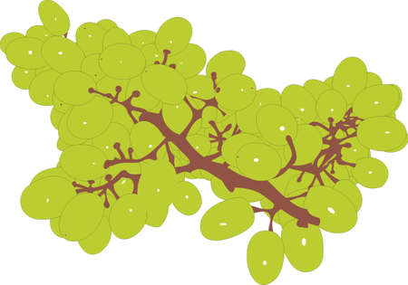 Green grapesのイラスト素材