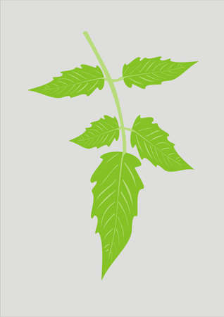 Green branchのイラスト素材