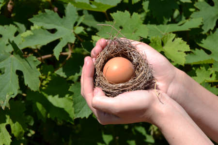 Nest in handsの写真素材