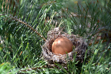 Nest in branches
