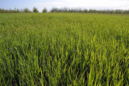 Blossoming apple-treesの写真素材