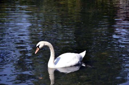 White swanの写真素材