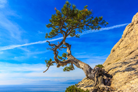 Sea and pine treeの写真素材