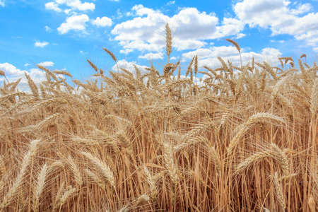Gold wheat field and blue skyの写真素材