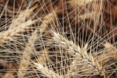 Close-up of wheat spikeletsの写真素材