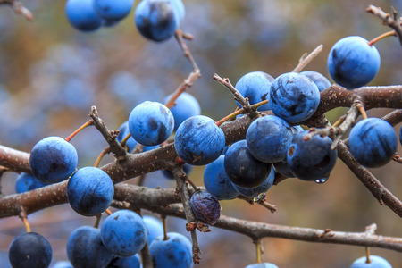 blackRipe berries blackthornthorn