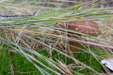 Brown mushroom, pansky mushroom and flywheel of chestnut.の写真素材
