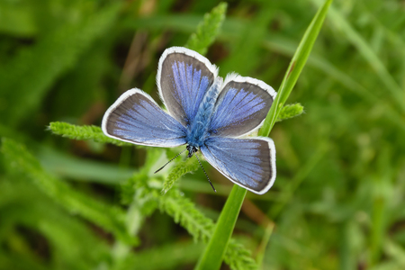 Butterfly Plebejus argus or big argus. Butterfly from the family of dovetails.の写真素材