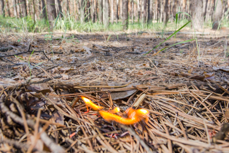 Forest fire concept. Fire due to not extinguished matches. Fire from the match.の写真素材