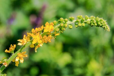 Agrimony. Yellow little flowers in spikelet close-up.の写真素材