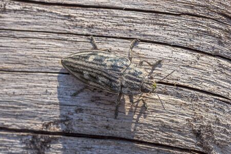 Chalcophora mariana on a dry pine trunk. Macro top view of a Buprestis mariana beetle sitting on a kitchen trunk of pineの写真素材