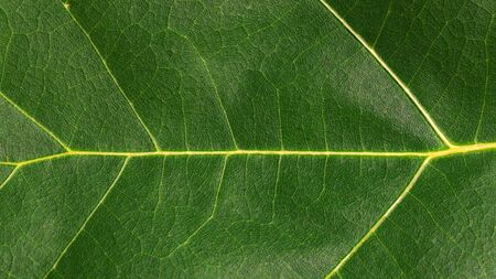 green oak leaves with veins, background or textureの写真素材