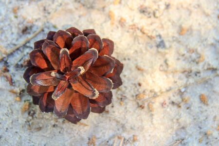 Close-up of a pine cone on the sand, copy space, view from the top.