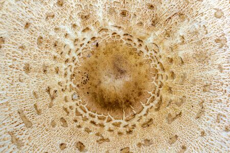 mushroom texture. edible hat of the mushroom. Macrolepiota excoriata, top view, natural background.の写真素材