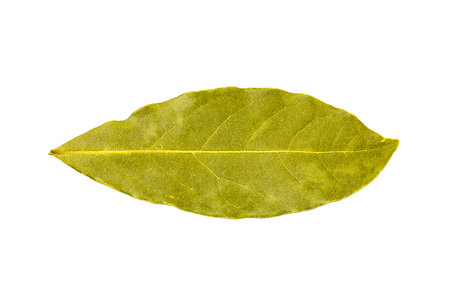Bay leaf isolated on white. Fragrant laurel leaf isolated on white backgroundの写真素材
