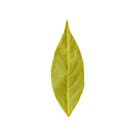 Bay leaf isolated on white background
