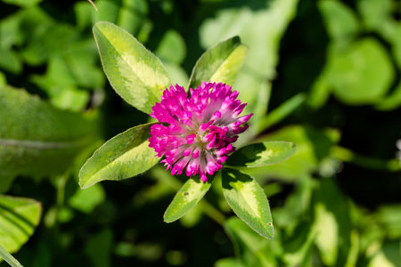 Red clover close-up on green grass background. Trifolium pratenseの写真素材