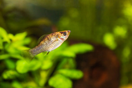 small molly natural color. Molly fish swimming in aquariumの写真素材