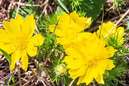 Adonis vernalis - spring pheasants, yellow pheasants eye, disappearing early blooming in spring among the grass in the wildの写真素材