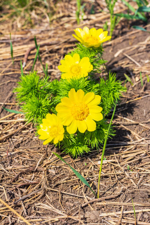 Adonis vernalis, on the hills grows in the wildの写真素材