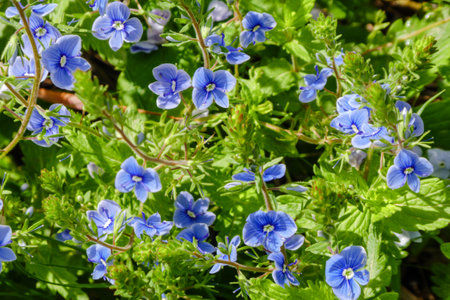 Blue flower Persian speedwell or Veronica persicaの写真素材