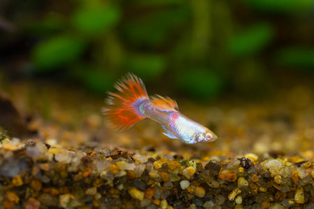 Fire dragon guppy fish close up on blurred backgroundの写真素材