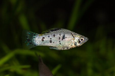 Black and white molly fish swimming between plants in an aquarium.