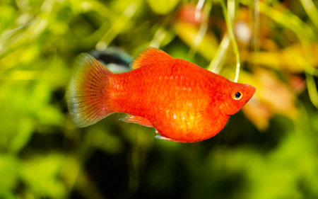 Poecilia red. Red pecilia balloon close-upの写真素材