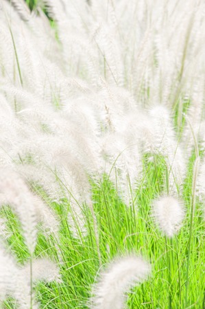 White mexican grass field in the windy.の写真素材
