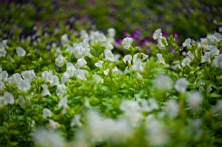 Close up beautiful  flower in the park of Thailand.の写真素材