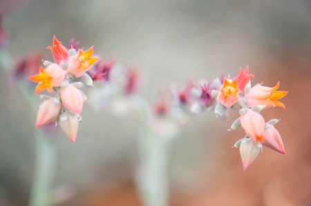 Close up beautiful  flower in the park of Thailand.の写真素材