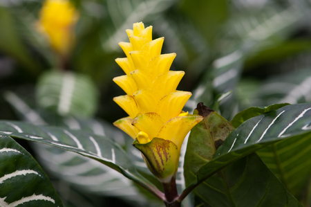 Close up beautiful  flower in the park of Thailand.の写真素材