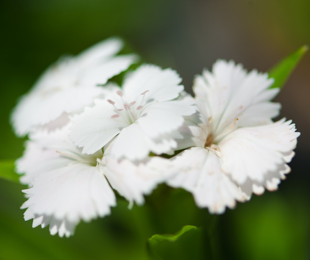 Close up beautiful  flower in the park of Thailand.の写真素材