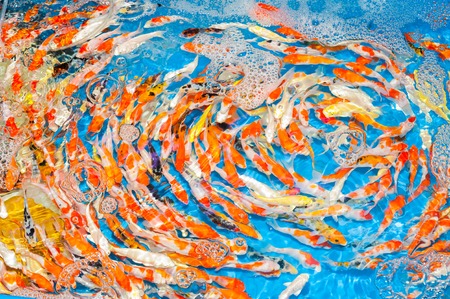 Colorful fish swiming in the pond.の写真素材